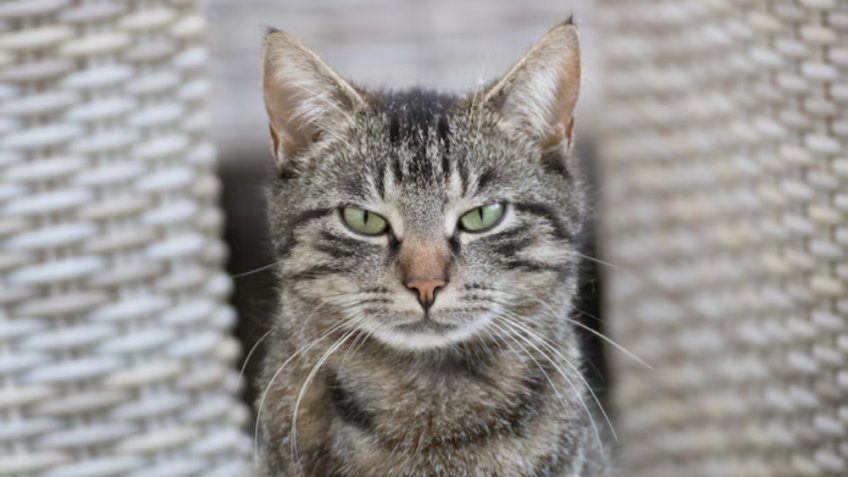 Фото: freepik.com