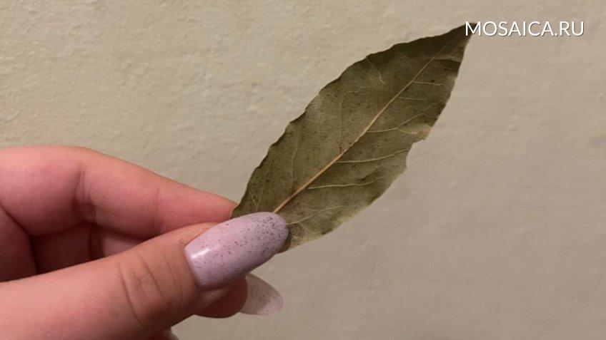 Мозаика, Екатерина Соколова