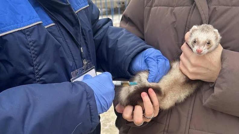 Фото: ОГБУ Симбирский референтный центр ветеринарии и безопасности продовольствия