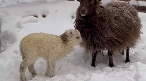 Фото: Ульяновский зоопарк