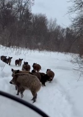 из личного архива В. Дубова