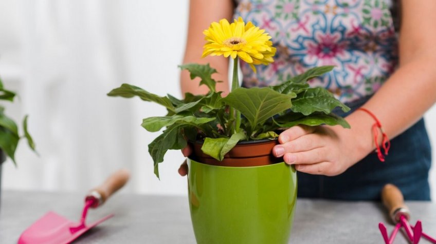 Фото: freepik.com