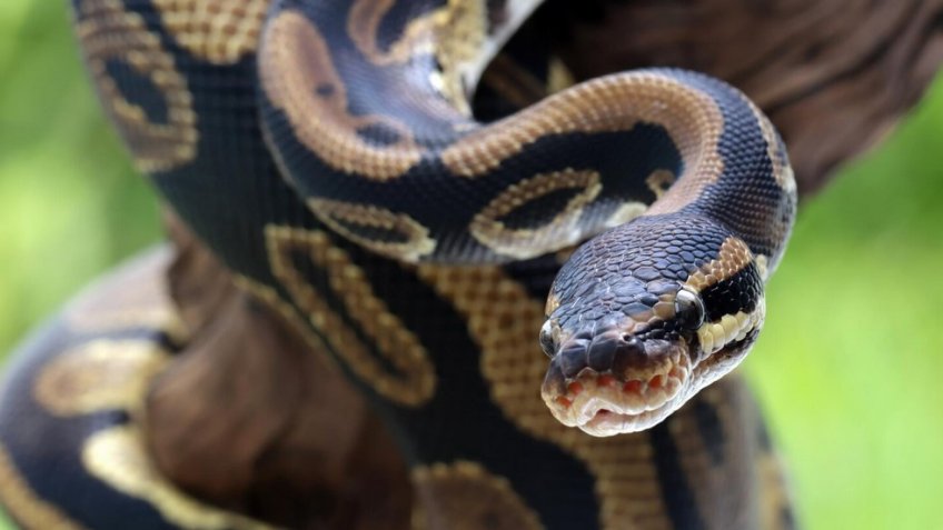 Фото: freepik.com