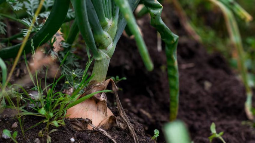 Фото: freepik.com