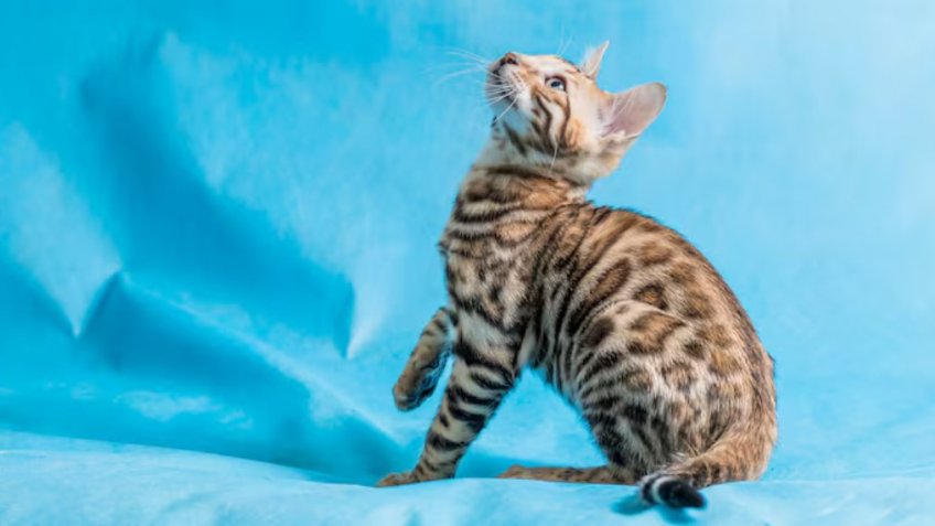 Фото: freepik.com