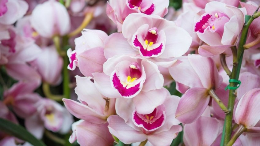 Фото: freepik.com