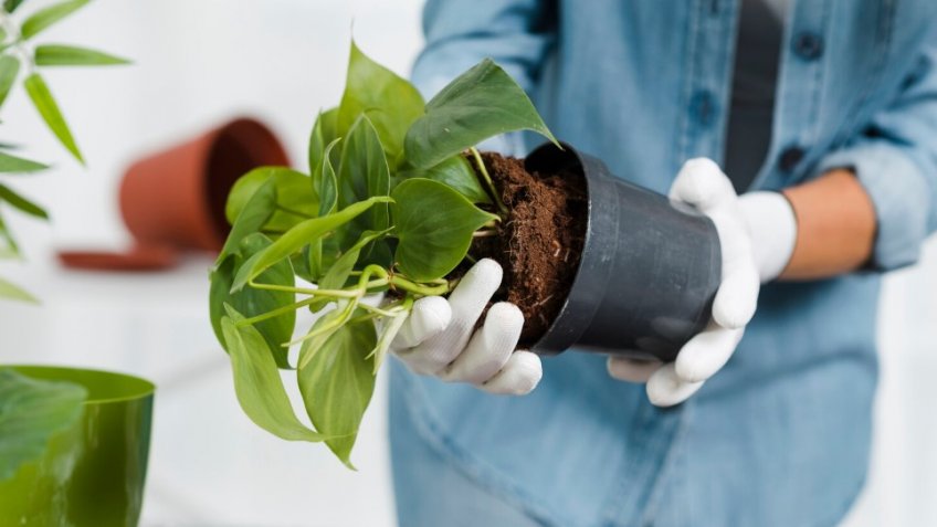 Фото: freepik.com