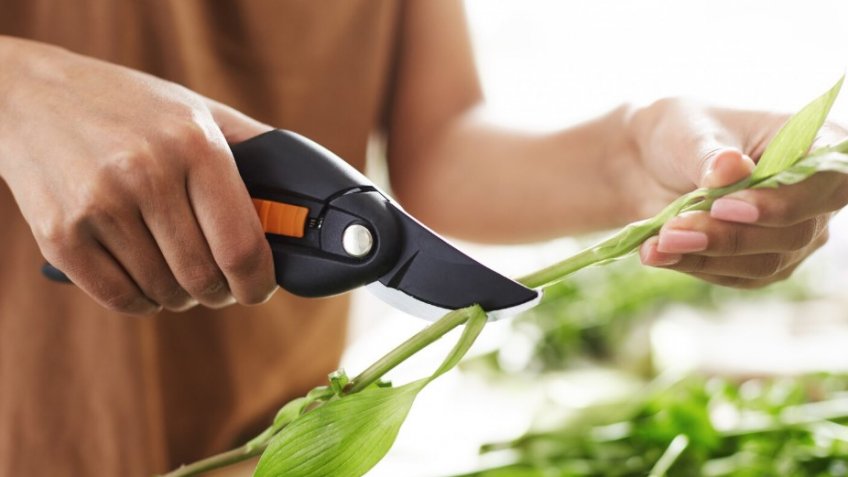 Фото: freepik.com