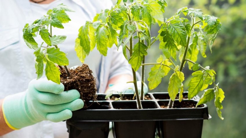 Фото: freepik.com