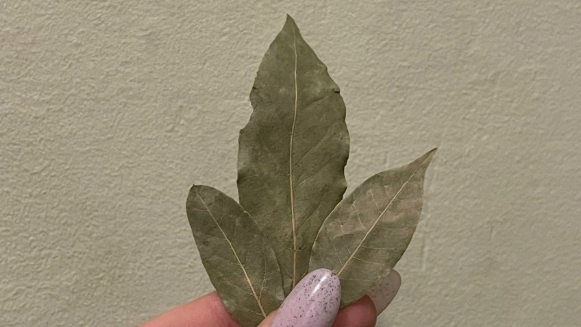 Мозаика, Екатерина Соколова