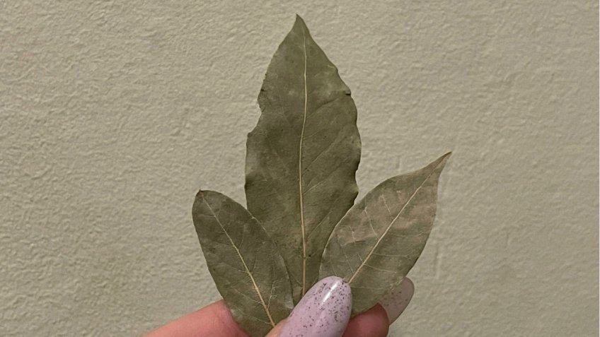 Мозаика, Екатерина Соколова