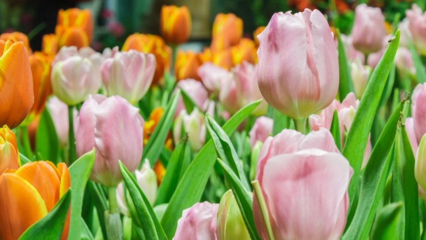 Фото: freepik.com