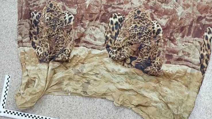 Фото: пресс-служба УМВД России по Камчатскому краю