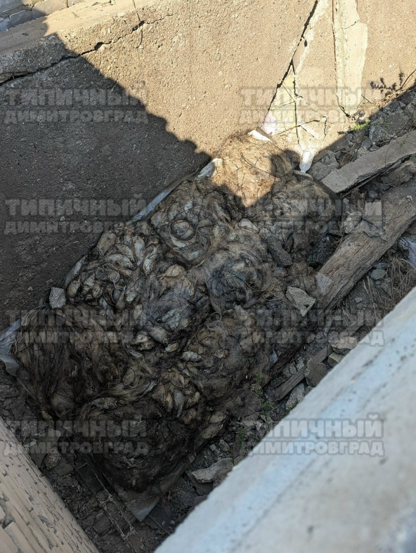 ВК Типичный Димитровград