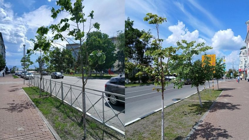 Фото: Городской центр по благоустройству и озеленению Ульяновска