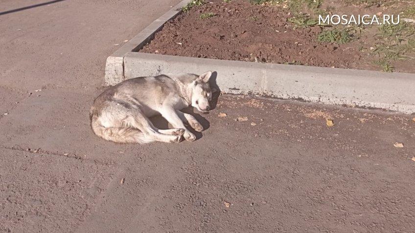 Мозаика