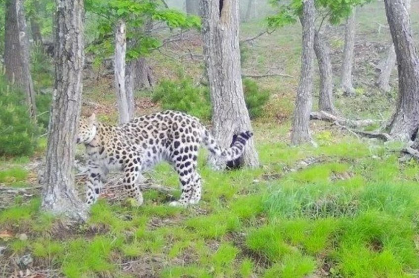 Фото: министерство лесного хозяйства Приморского края