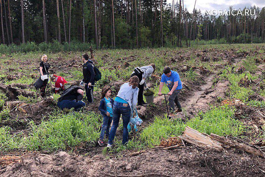 Работа в раменском районе. Лес Победы в Раменском. Лес Победы в Раменском 2015. Посадка леса Можайск. Высокорез в Раменском районе.