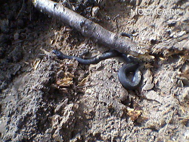 Змеи в ульяновской области фото и названия