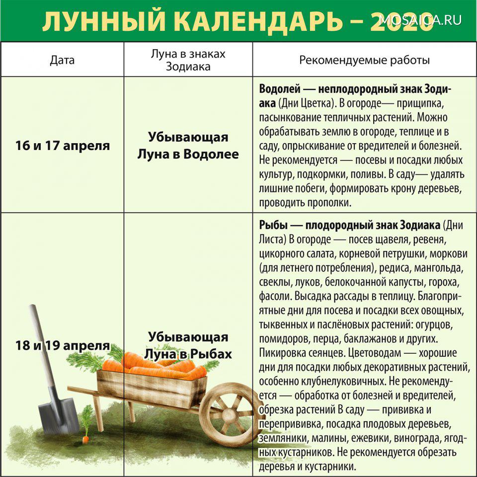 Лунный календарь садовода-огородника на вторую половину апреля-2020 |  Главные новости Ульяновска