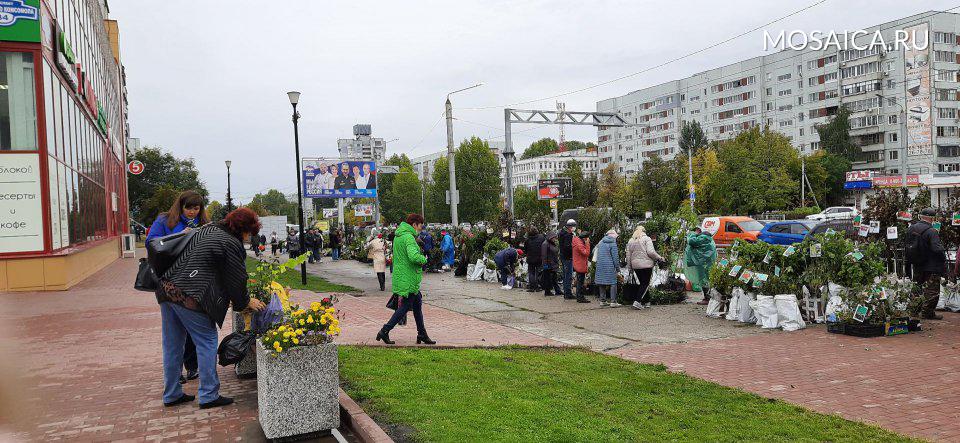 Реальное время ульяновск. Торговый центр мой район. Где в Самаре проходит ярмарка деревьев и кустарников.