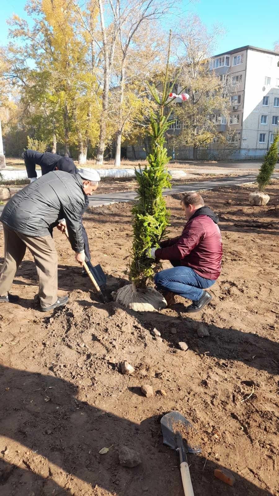 Не станет ли Ульяновск «лысым»: вопросы и ответы по вырубке и посадке  деревьев | Главные новости Ульяновска