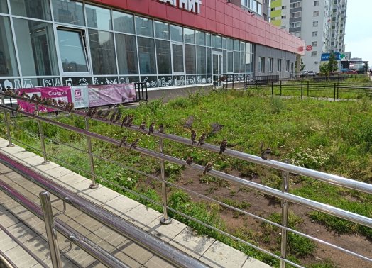 Воробьи покидают Ульяновск: посчитали, прослезились