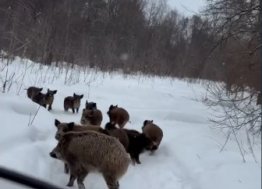 Зинка и её полосатое войско: интервью из Старомайнского лесничества