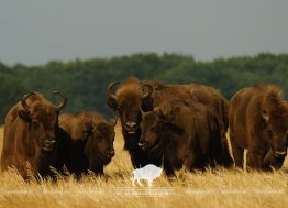 Беловежских зубров пропишут в Ульяновской области