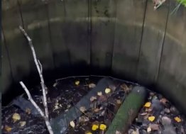 Таинственные колодцы со змеями нашли в лесу Ульяновской области
