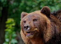 Опасное соседство: как Ульяновская область справляется с нашествием хищников