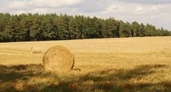 В Ульяновской области нарушения выявили на 65% обследованных сельхозземель