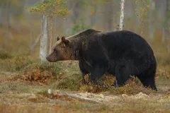 Лисы у школы, медведь на дереве: дикие звери осваивают ульяновские сёла и города