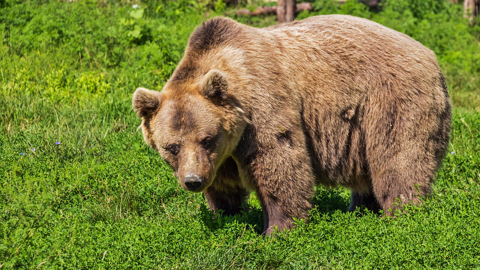 В Московской области растет популяция краснокнижного бурого медведя