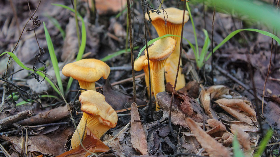 Летние грибы вновь появились в Московском регионе из-за теплой осени