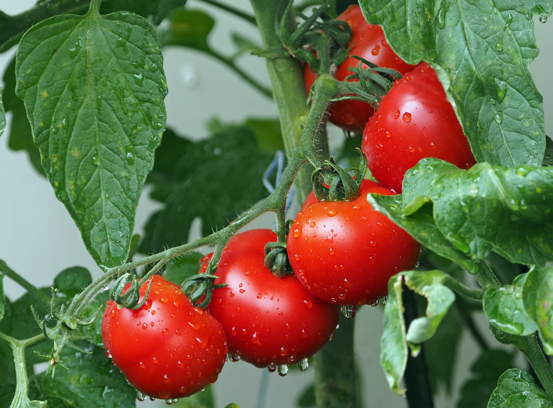 В Подмосковье увеличилась урожайность овощных культур