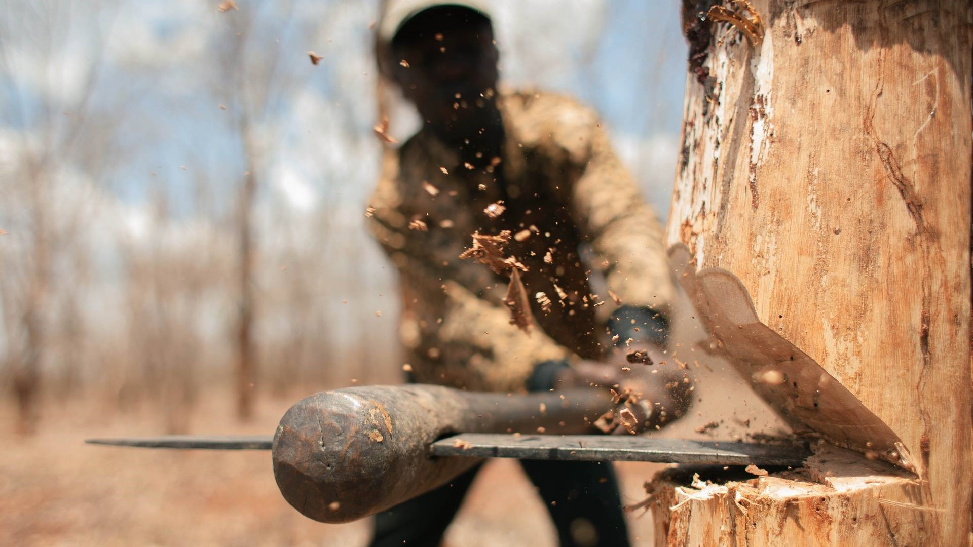 Ульяновская прокуратура ищет лесоруба, который срубил несколько дубов 