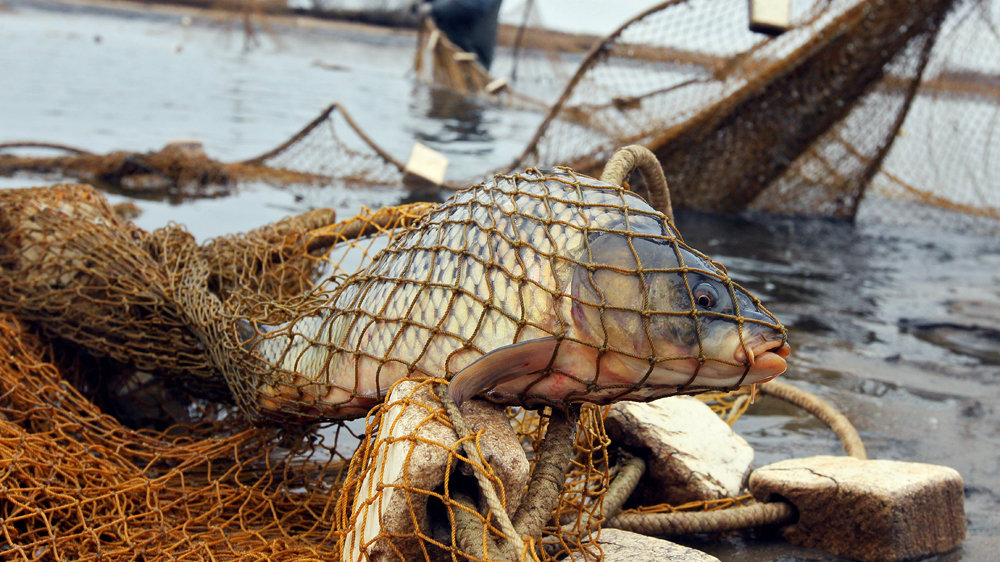 Жителю Самарской области грозит 2 года за рыбалку в Ульяновской области