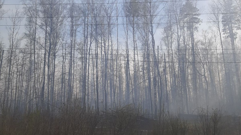 В Инзенском районе сгорело 70 гектаров леса