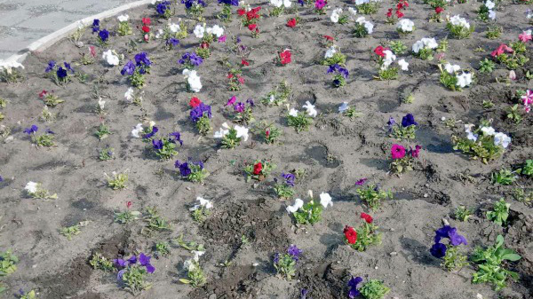 В Димитровграде начали воровать цветы, высаженные на городских клумбах