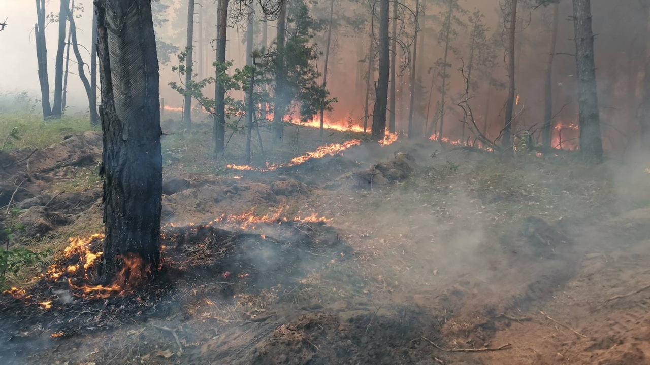 100 человек тушат лесной пожар на площади 300 гектаров в Ульяновской области