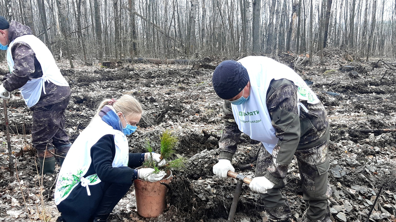 В Ульяновской области пройдет ежегодная акция «Сохраним лес — 2020» 