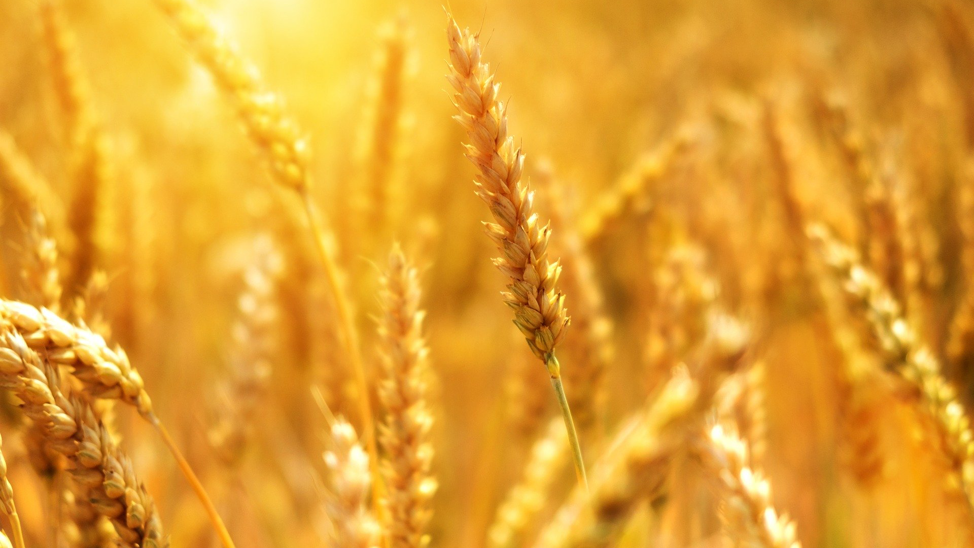 Ульяновские аграрии собрали половину урожая зерновых и зернобобовых культур с полей