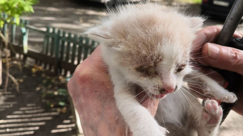 Жительница Ульяновска вызвала спасателей, чтобы выручить котенка