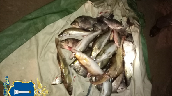 Рыбаку-браконьеру грозит 2 года колонии. В Ульяновской области поймали очередного нарушителя