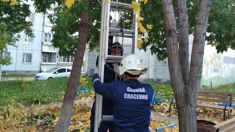 Спасатели выручили четвероногого ульяновца, застрявшего на дереве