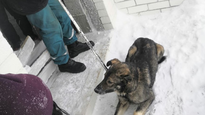 В Ульяновске спасатели спустили с 25 этажа недостроя собаку