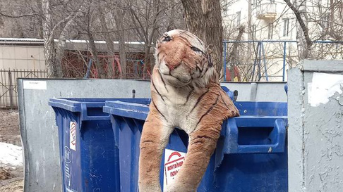 В одном из мусорных контейнеров в Ульяновске нашли тигра