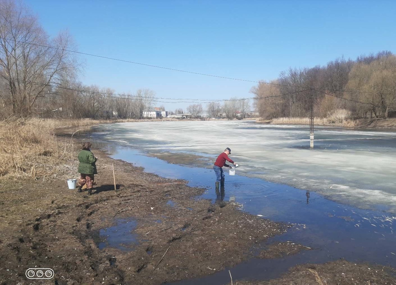 Минприроды ищет причину массовой гибели рыб в озере в Димитровграде