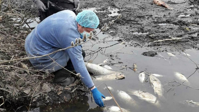В Ульяновской области зафиксировали массовую гибель рыбы